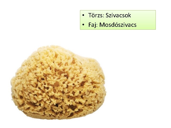  • Törzs: Szivacsok • Faj: Mosdószivacs 