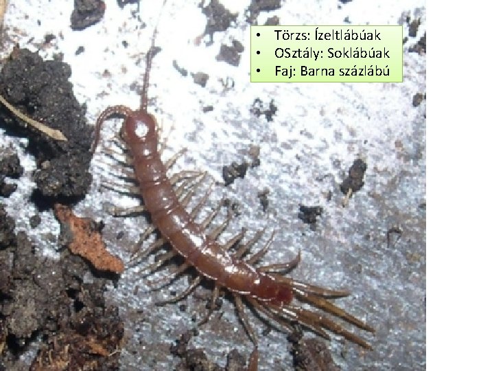  • Törzs: Ízeltlábúak • OSztály: Soklábúak • Faj: Barna százlábú 