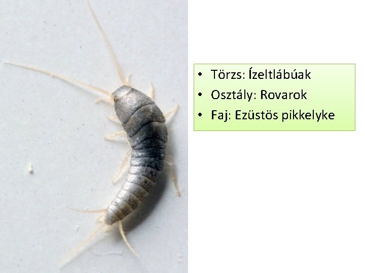  • Törzs: Ízeltlábúak • Osztály: Rovarok • Faj: Ezüstös pikkelyke 