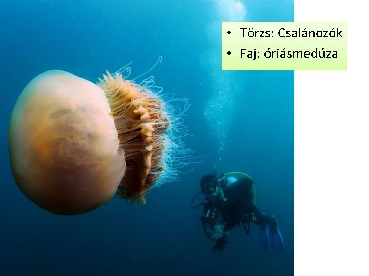  • Törzs: Csalánozók • Faj: óriásmedúza 