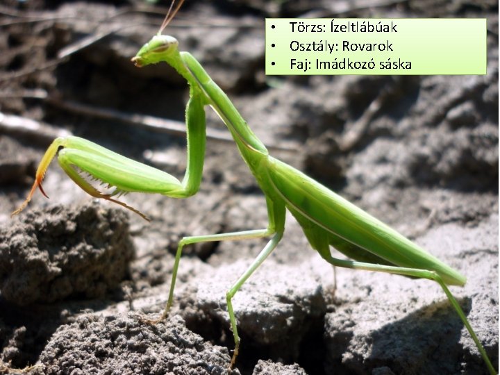  • Törzs: Ízeltlábúak • Osztály: Rovarok • Faj: Imádkozó sáska 