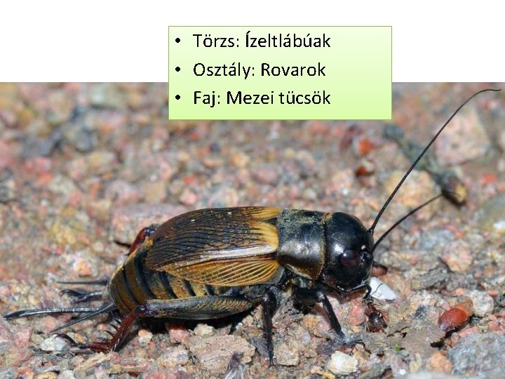  • Törzs: Ízeltlábúak • Osztály: Rovarok • Faj: Mezei tücsök 