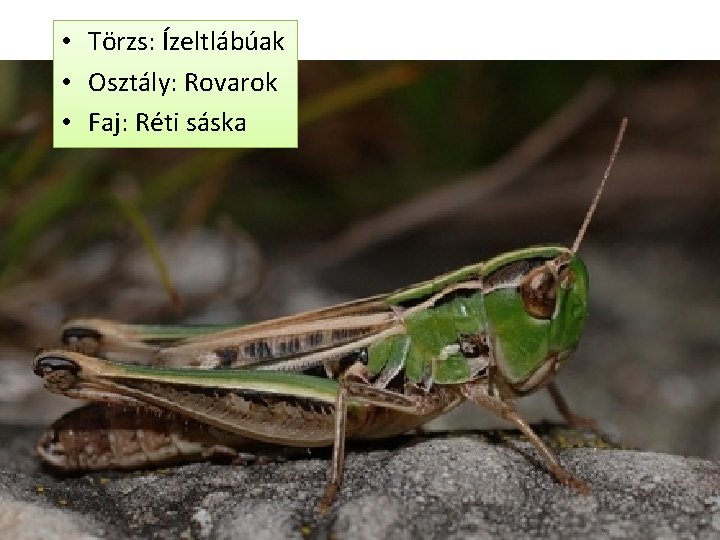  • Törzs: Ízeltlábúak • Osztály: Rovarok • Faj: Réti sáska 