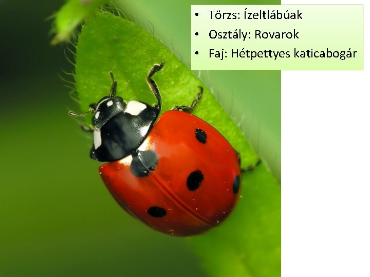  • Törzs: Ízeltlábúak • Osztály: Rovarok • Faj: Hétpettyes katicabogár 