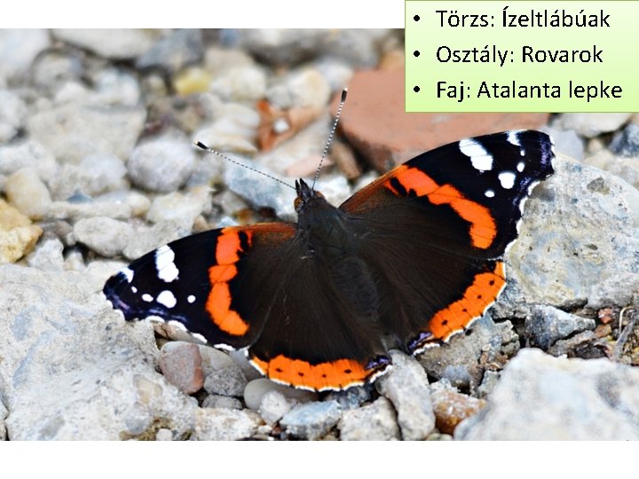  • Törzs: Ízeltlábúak • Osztály: Rovarok • Faj: Atalanta lepke 