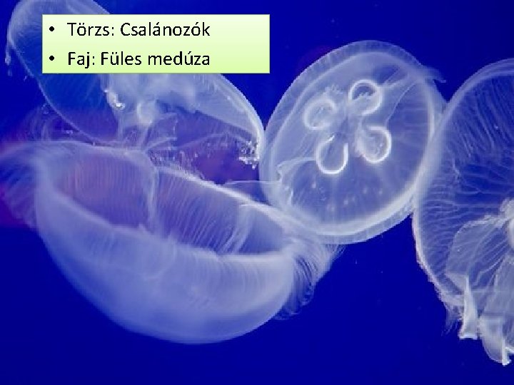  • Törzs: Csalánozók • Faj: Füles medúza 