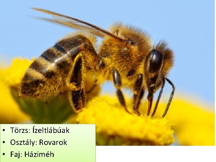  • Törzs: Ízeltlábúak • Osztály: Rovarok • Faj: Háziméh 