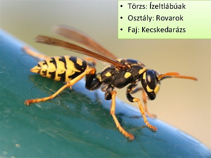  • Törzs: Ízeltlábúak • Osztály: Rovarok • Faj: Kecskedarázs 