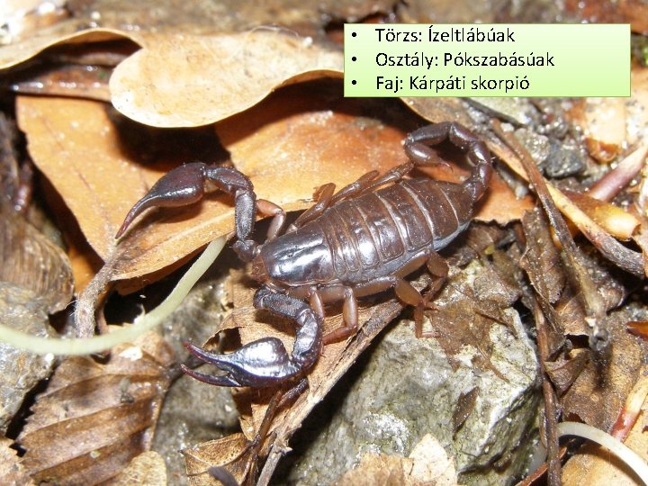  • Törzs: Ízeltlábúak • Osztály: Pókszabásúak • Faj: Kárpáti skorpió 