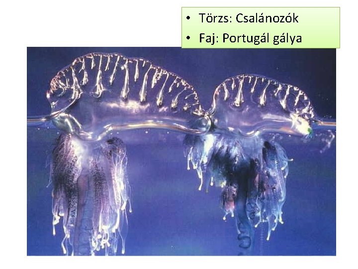  • Törzs: Csalánozók • Faj: Portugál gálya 