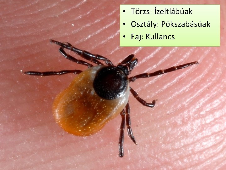  • Törzs: Ízeltlábúak • Osztály: Pókszabásúak • Faj: Kullancs 