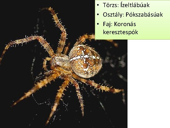  • Törzs: Ízeltlábúak • Osztály: Pókszabásúak • Faj: Koronás keresztespók 