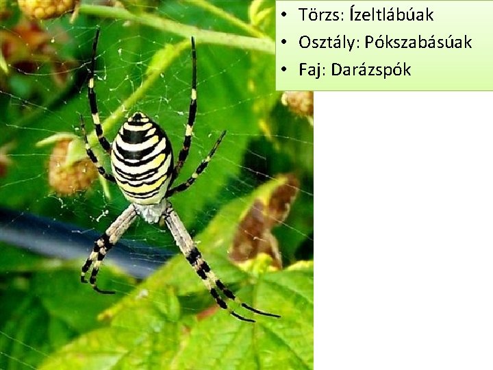  • Törzs: Ízeltlábúak • Osztály: Pókszabásúak • Faj: Darázspók 