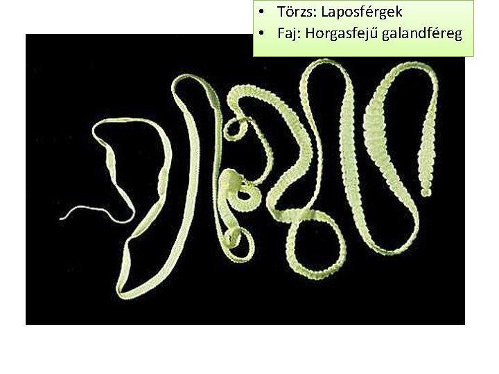  • Törzs: Laposférgek • Faj: Horgasfejű galandféreg 