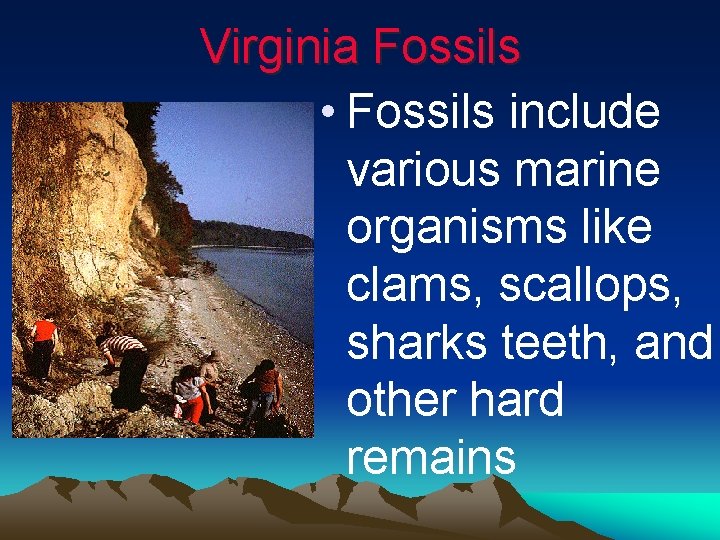 Virginia Fossils • Fossils include various marine organisms like clams, scallops, sharks teeth, and