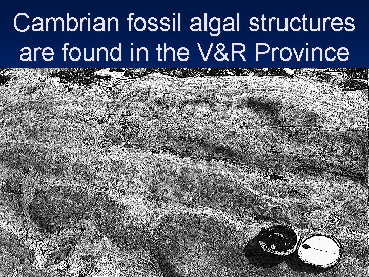 Cambrian fossil algal structures are found in the V&R Province 