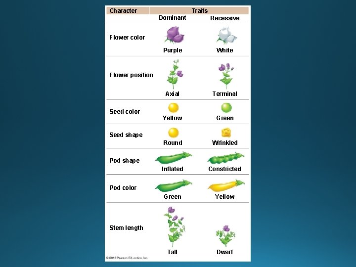 Traits Character Dominant Recessive Purple White Axial Terminal Yellow Green Round Wrinkled Inflated Constricted