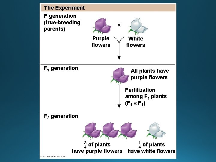 The Experiment P generation (true-breeding parents) Purple flowers F 1 generation White flowers All