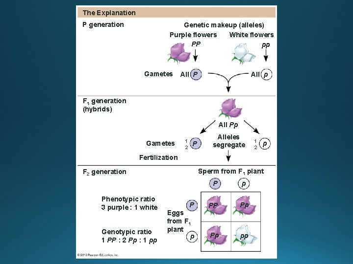 The Explanation P generation Genetic makeup (alleles) White flowers Purple flowers PP pp Gametes