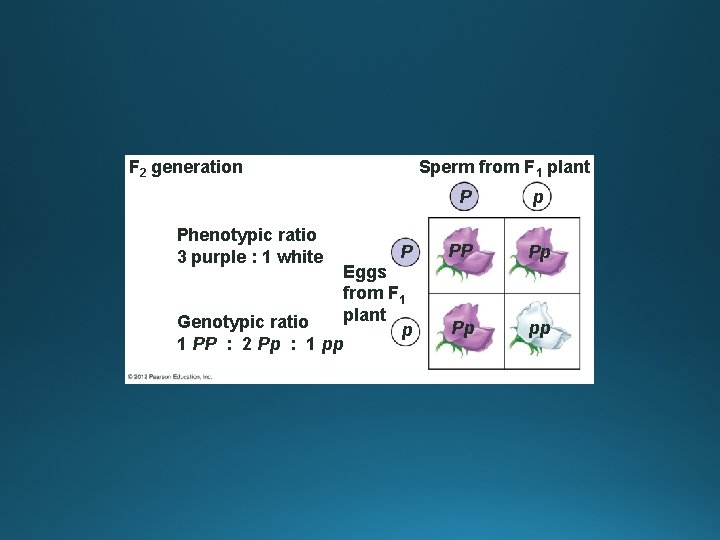 F 2 generation Phenotypic ratio 3 purple : 1 white Sperm from F 1