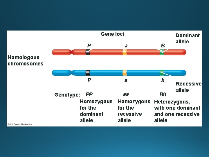 Gene loci P a B P a b Dominant allele Homologous chromosomes Genotype: PP