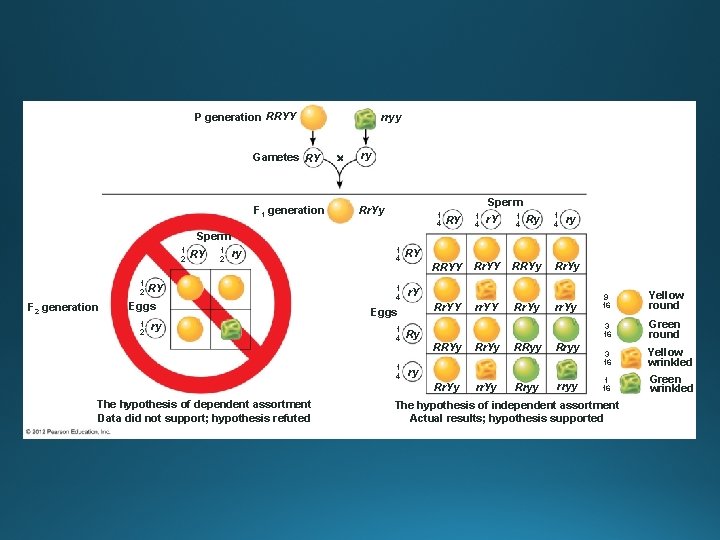 P generation RRYY Gametes RY F 1 generation rryy ry Sperm Rr. Yy 1