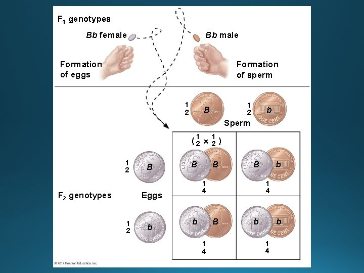 F 1 genotypes Bb male Bb female Formation of eggs Formation of sperm 1