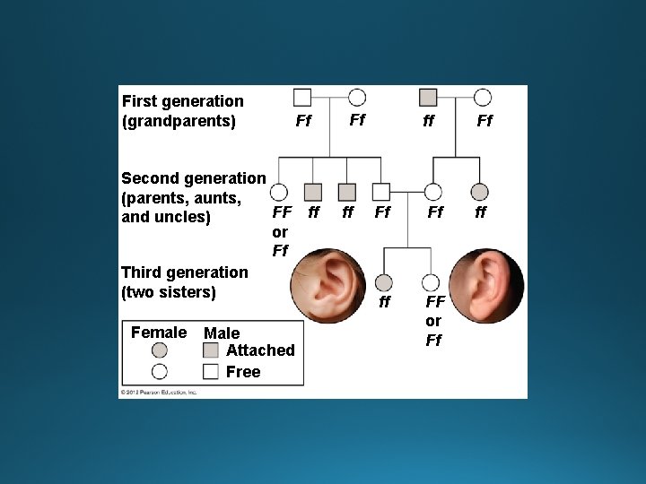 First generation (grandparents) Ff Second generation (parents, aunts, FF and uncles) or Ff Third