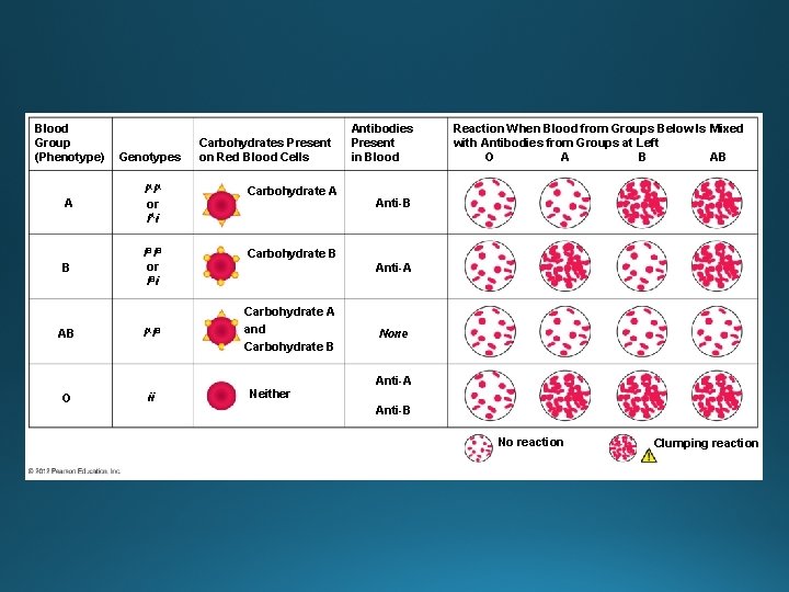 Blood Group (Phenotype) Genotypes Carbohydrates Present on Red Blood Cells A IAIA or IAi