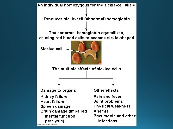 An individual homozygous for the sickle-cell allele Produces sickle-cell (abnormal) hemoglobin The abnormal hemoglobin