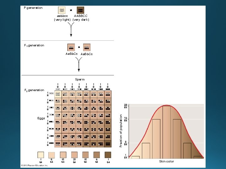 P generation aabbcc AABBCC (very light) (very dark) F 1 generation Aa. Bb. Cc