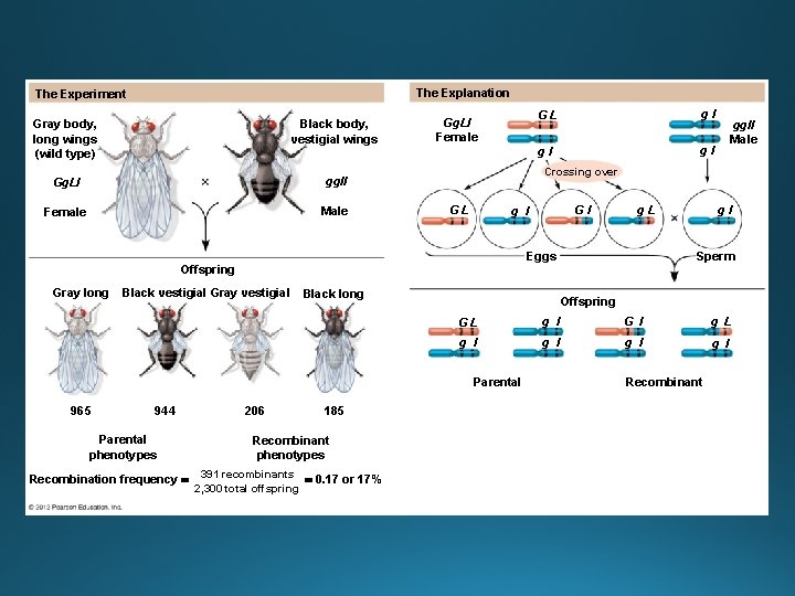 The Explanation The Experiment Gray body, long wings (wild type) Black body, vestigial wings