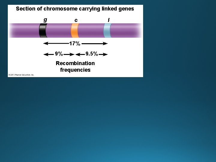 Section of chromosome carrying linked genes g c l 17% 9% 9. 5% Recombination