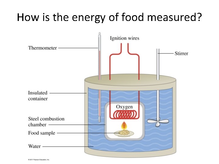 How is the energy of food measured? 