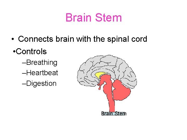 Brain Stem • Connects brain with the spinal cord • Controls –Breathing –Heartbeat –Digestion