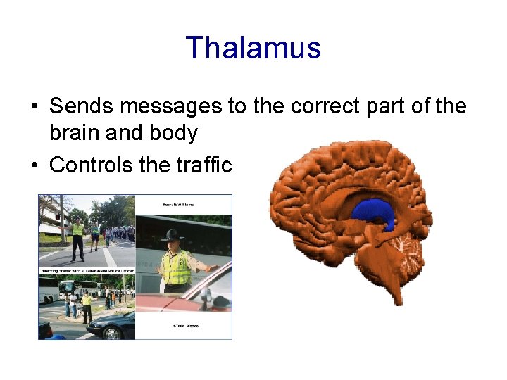 Thalamus • Sends messages to the correct part of the brain and body •