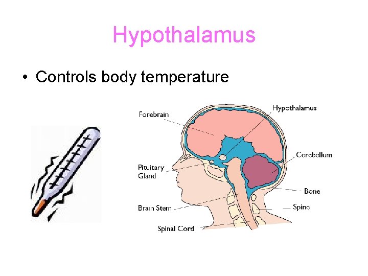 Hypothalamus • Controls body temperature 