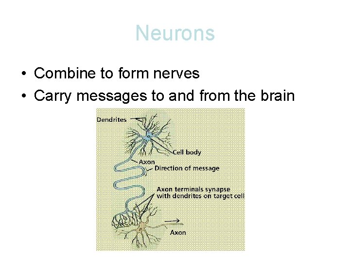 Neurons • Combine to form nerves • Carry messages to and from the brain