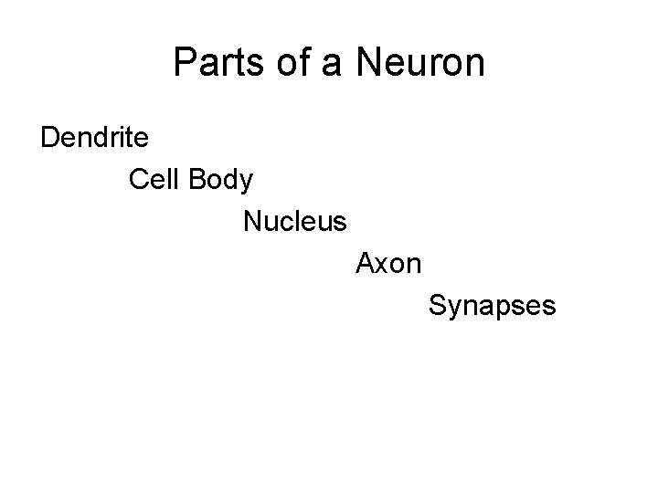 Parts of a Neuron Dendrite Cell Body Nucleus Axon Synapses 