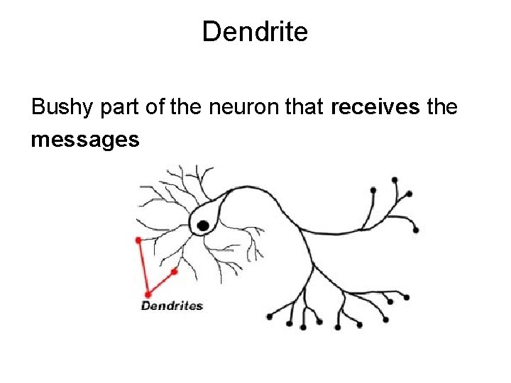 Dendrite Bushy part of the neuron that receives the messages 