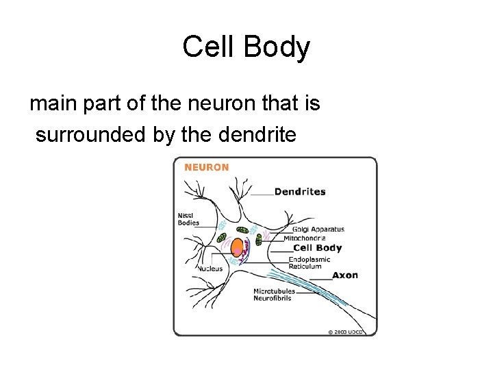 Cell Body main part of the neuron that is surrounded by the dendrite 