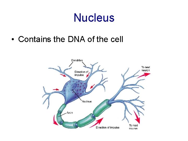 Nucleus • Contains the DNA of the cell 