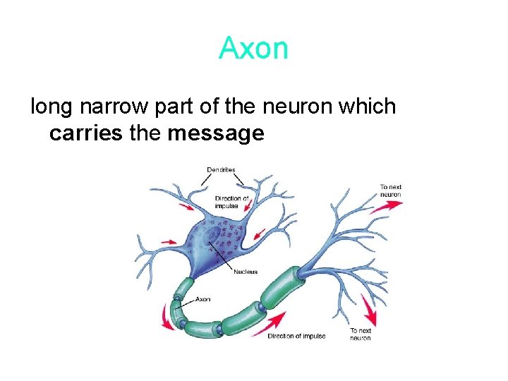 Axon long narrow part of the neuron which carries the message 