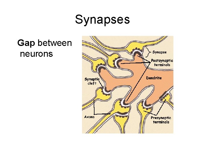 Synapses Gap between neurons 