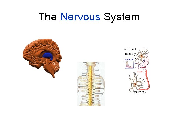 The Nervous System 