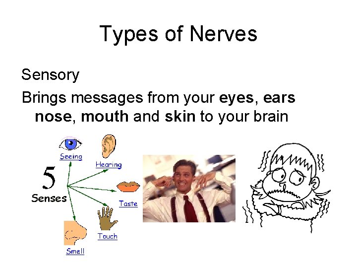 Types of Nerves Sensory Brings messages from your eyes, ears nose, mouth and skin