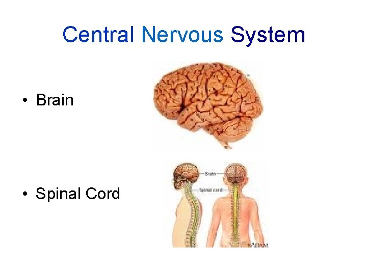 Central Nervous System • Brain • Spinal Cord 