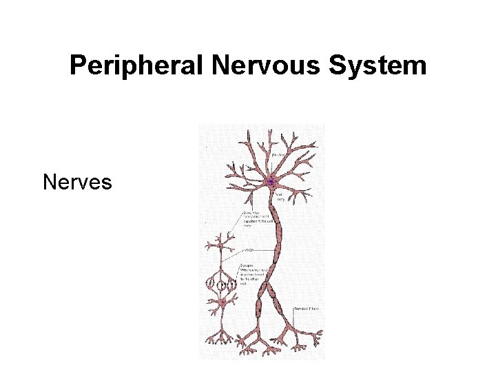 Peripheral Nervous System Nerves 