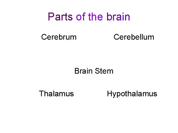 Parts of the brain Cerebrum Cerebellum Brain Stem Thalamus Hypothalamus 