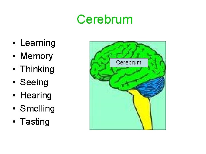 Cerebrum • • Learning Memory Thinking Seeing Hearing Smelling Tasting Cerebrum 